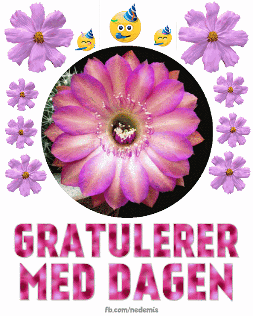 gratulerer med dagen