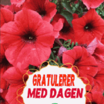 Gratulerer Med Dagen