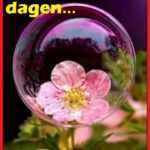Gratulerer Med Dagen