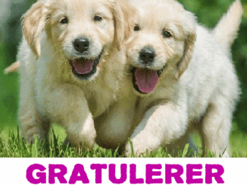 Gratulerer Med Dagen